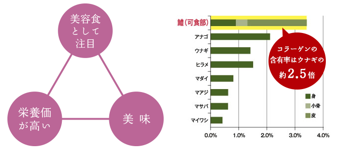 美容食としても注目されています。コラーゲンの含有率はウナギの約2.5倍