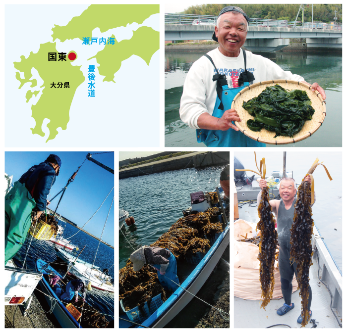 国東の天然姫わかめは、わかめがもっとも美味しい3~4月のみ、わかめ採り名人たちが急流の海に潜って、鎌で草を刈るように収穫しています。